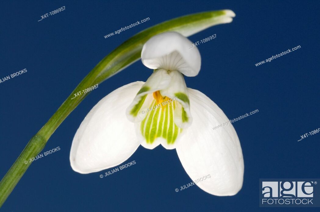 Stock Photo: A single snowdrop Galanthus nivalis against a blue spring sky.