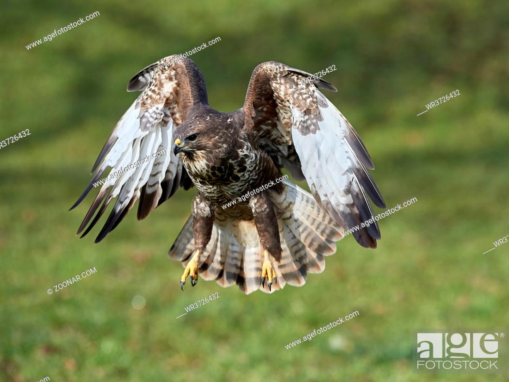 Stock Photo: Color Image, Nature, Eye, Wood, Forest, Tree, Wildlife, Bird, Brown, Chase, Flight, Watching, Observing, Take, Habitat, Carnivorous, Claw, Feather, Falconer, Falconry, Scavenger, Lookout, Buteo, Buzzard, Glade, Biotope, Griffin, Forst, Feathering, Feder