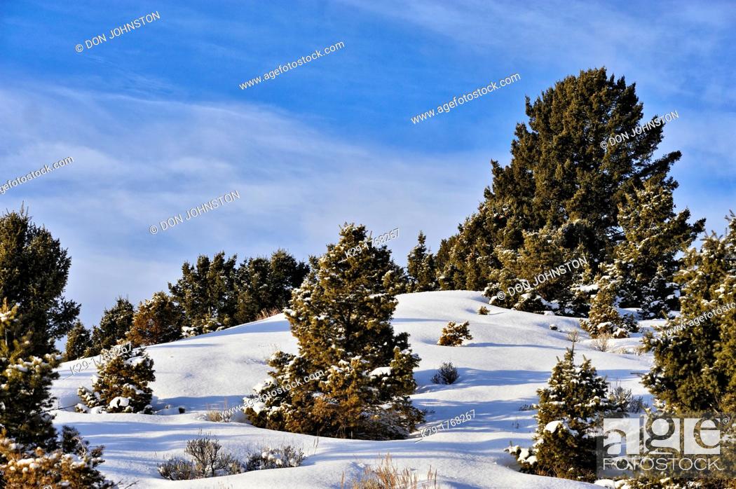 Stock Photo: Pines and fresh snow, Bozeman, Montana, USA.