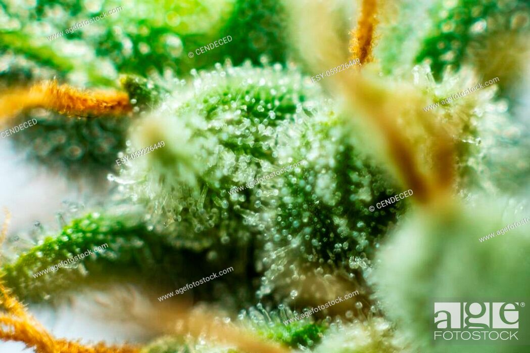 Imagen: Marijuana bud close up. Indica flower. Fresh green weed In details. CBD THC in Pot. Macro trichomes cannabis.