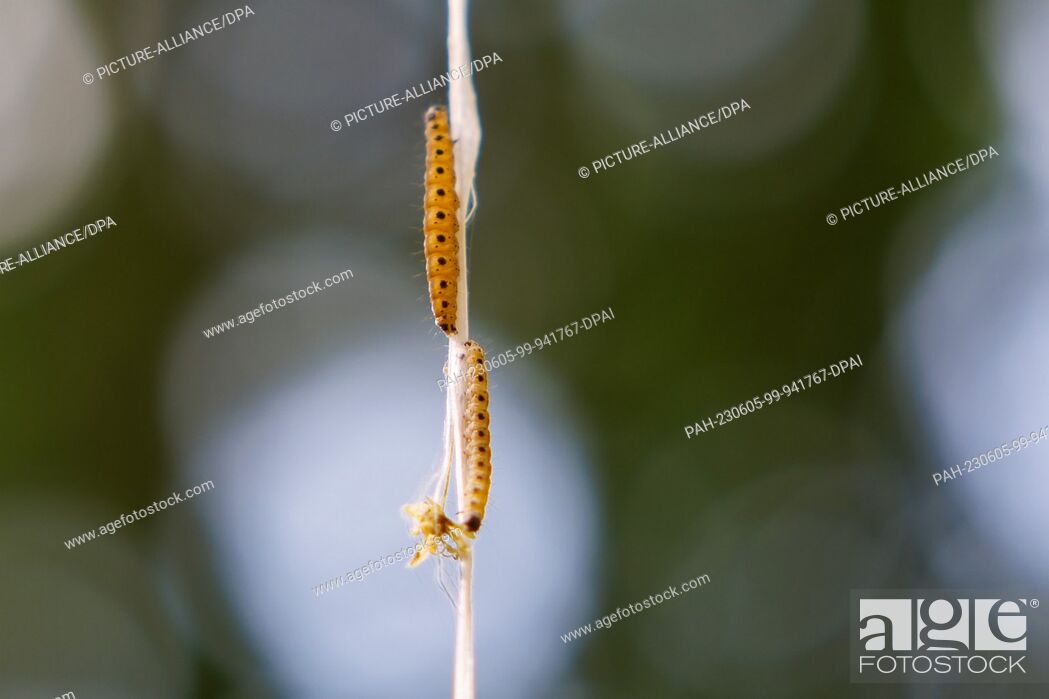 Stock Photo: PRODUCTION - 01 June 2023, Bavaria, Nuremberg: Spider moth caterpillars climb up to a tree. The caterpillars of some species of gossamer moths are responsible.