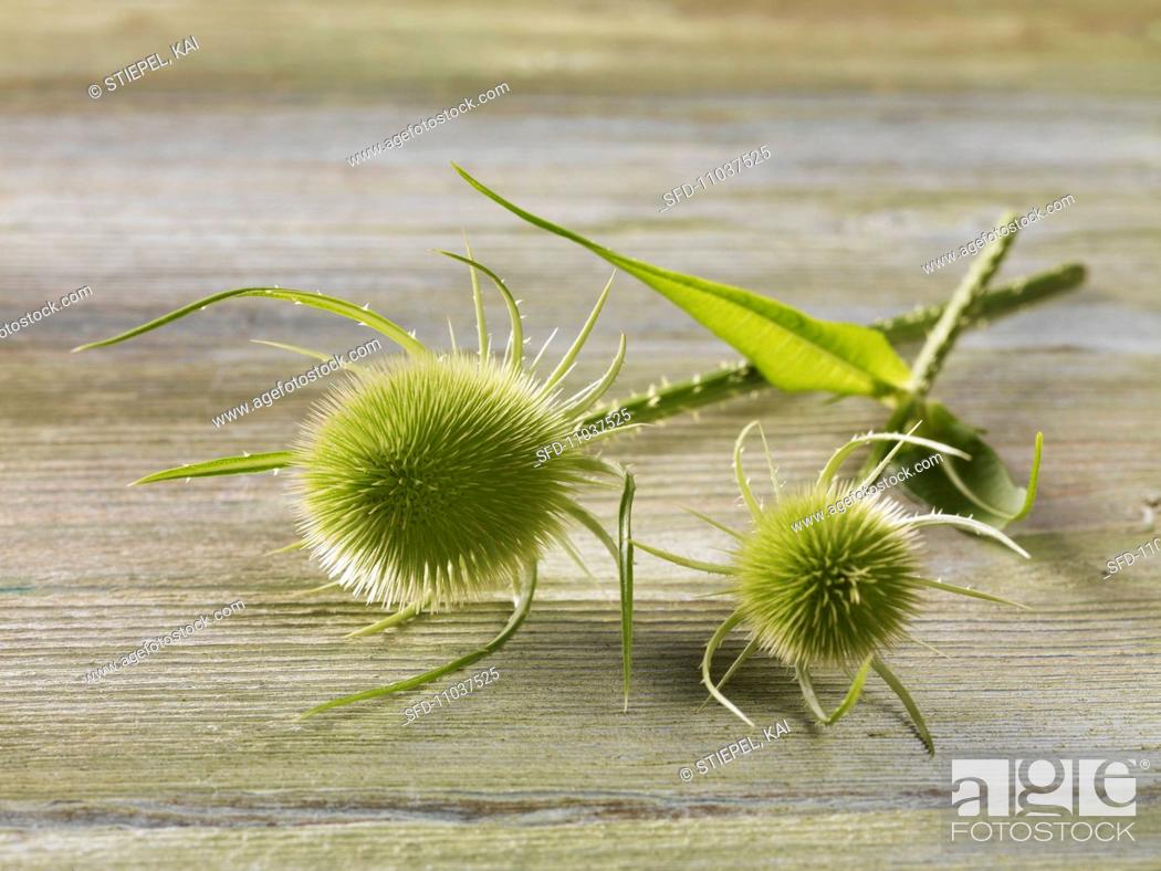 Stock Photo: Teasels.