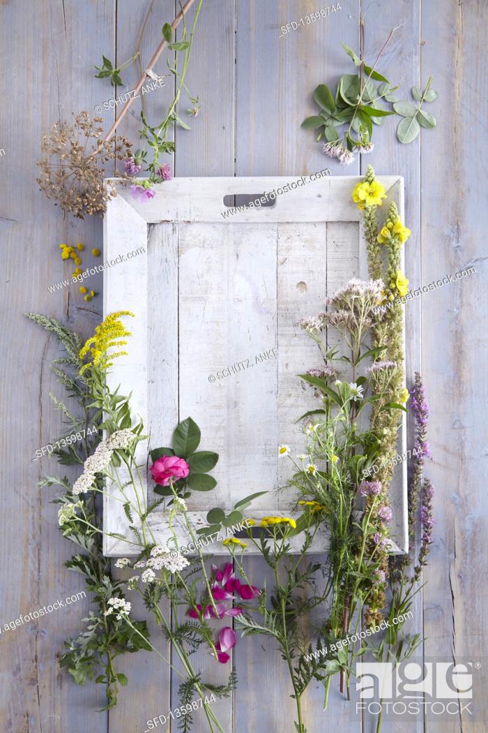 Stock Photo: Various herbs with flowers on a wooden background.