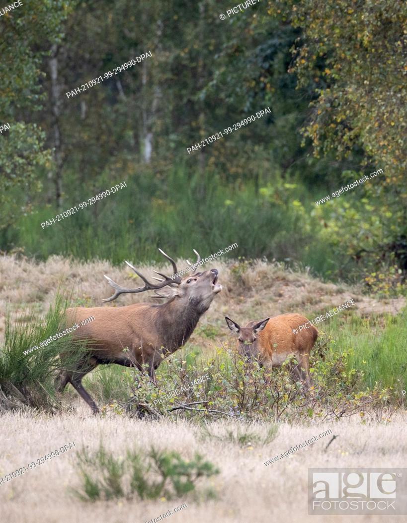 Stock Photo: 17 September 2021, Brandenburg, Dallgow-Döberitz: A red deer roars at the edge of the forest, in the background bare deer are grazing.
