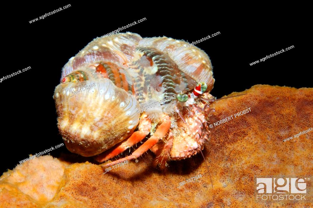 Hermit crab (Dardanus sp.) with closed sea anemones on its shell, crawling  over a sponge, Stock Photo, Picture And Rights Managed Image. Pic.  IBR-1072648 | agefotostock