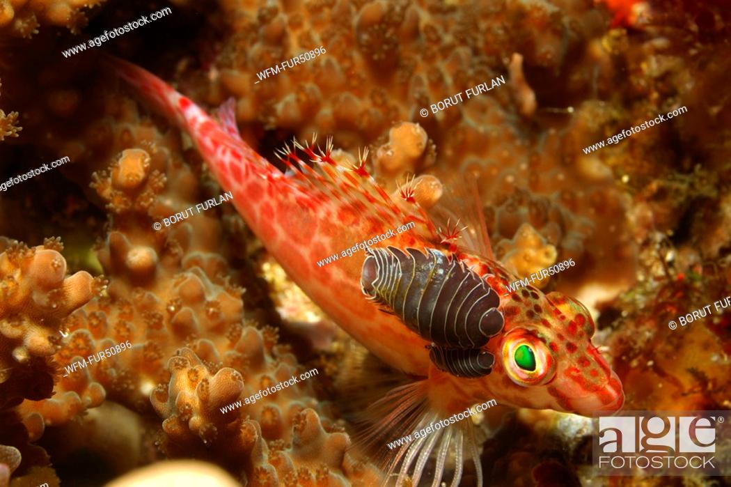 Stock Photo: Isopod Parasit on Pixy Hawkfish, Nerocila acuminata, Cirrhitichthys oxycephalus, Alor, Lesser Sunda Islands, Indo-Pacific, Indonesia.