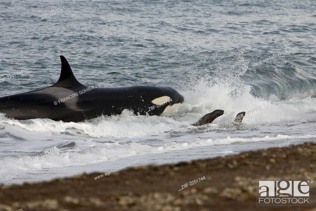 Stock Photo: Killer whale; Orca.Orcinus orca.Hunting South American sea lion pups on a beach at Punta Norte, Valdes Peninsula, Province Chubut, Patagonia, Argentina.