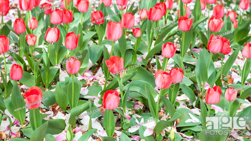 Stock Photo: Red tulips in the garden. Gardening, romantic and springtime concept.