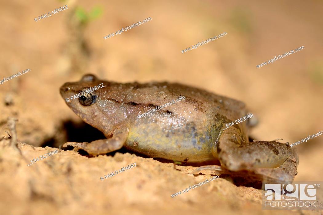 Stock Photo: Painted chorus frog (Microhyla butleri) in a rice fields of Luang Namtha, north of Laos.