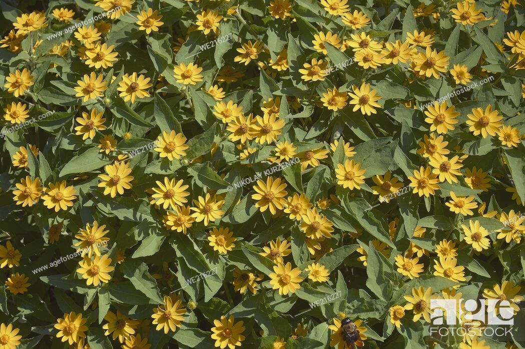 Stock Photo: Butter daisy (Melampodium divaricatum).