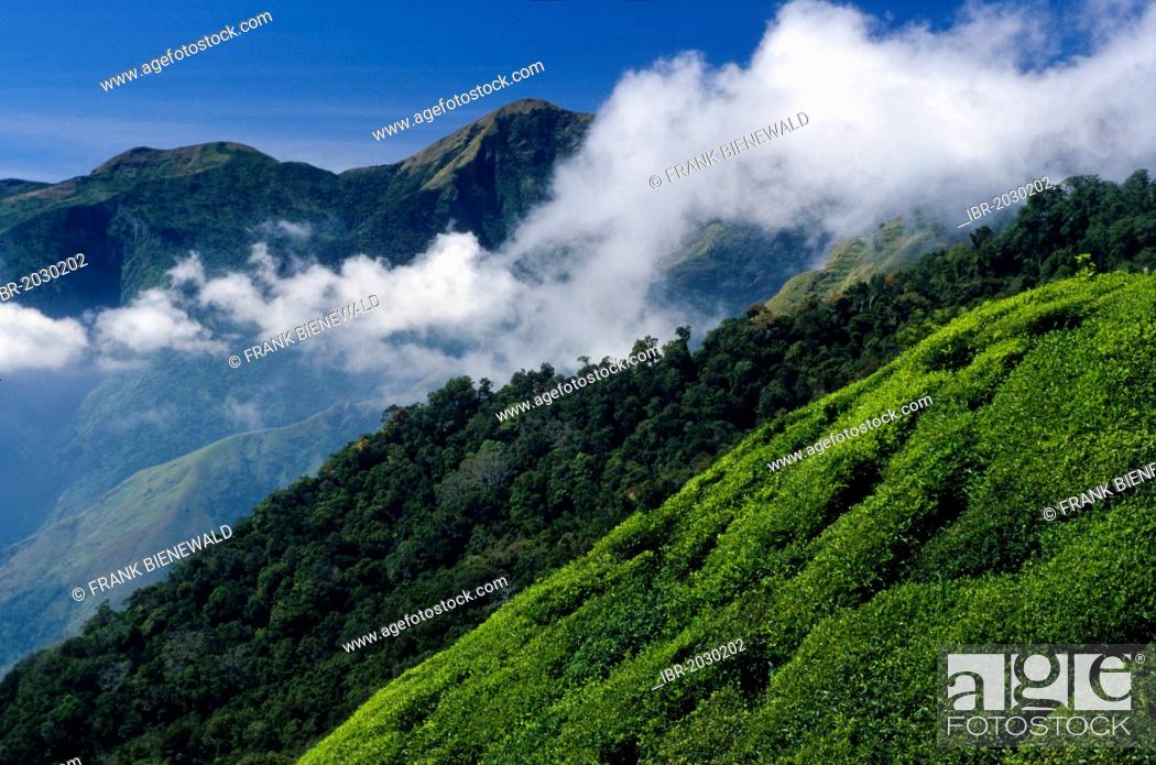 India, Tamil Nadu State, Ooty, a hill station in the Nilgiri Hills (Blue  Hills) at an altitude of 2200m founded by the Stock Photo - Alamy