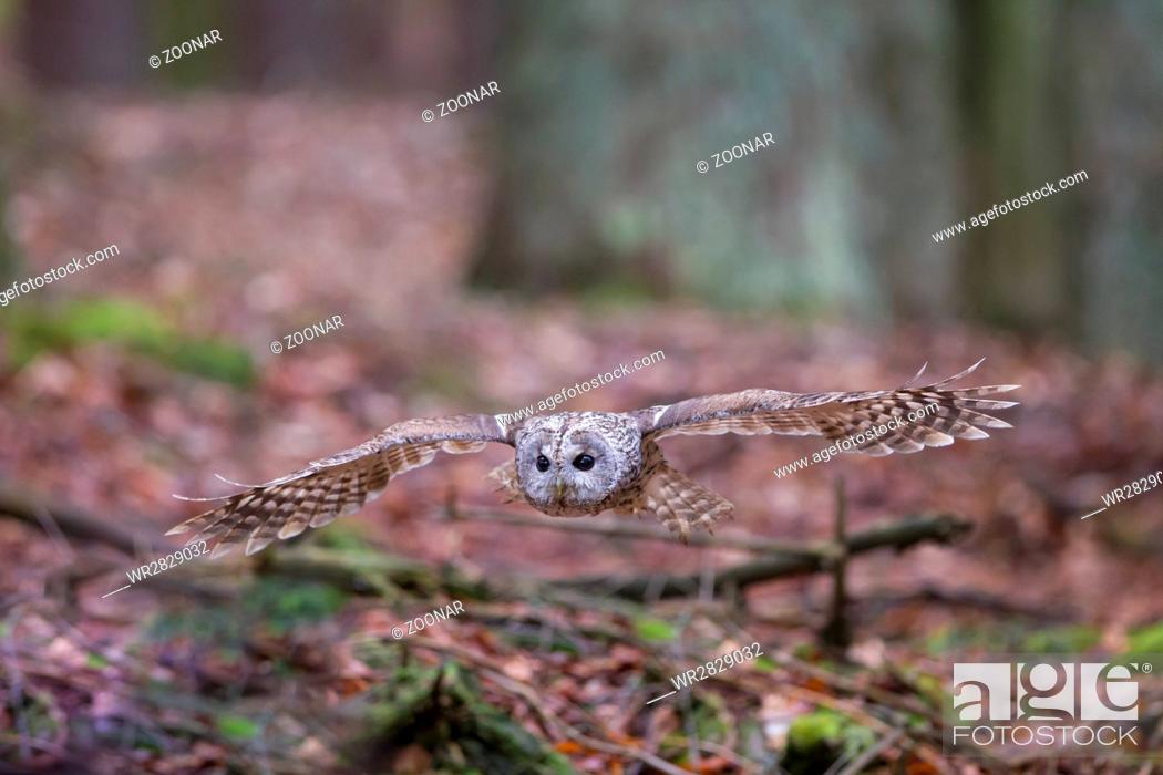 Stock Photo: Tawny owl.