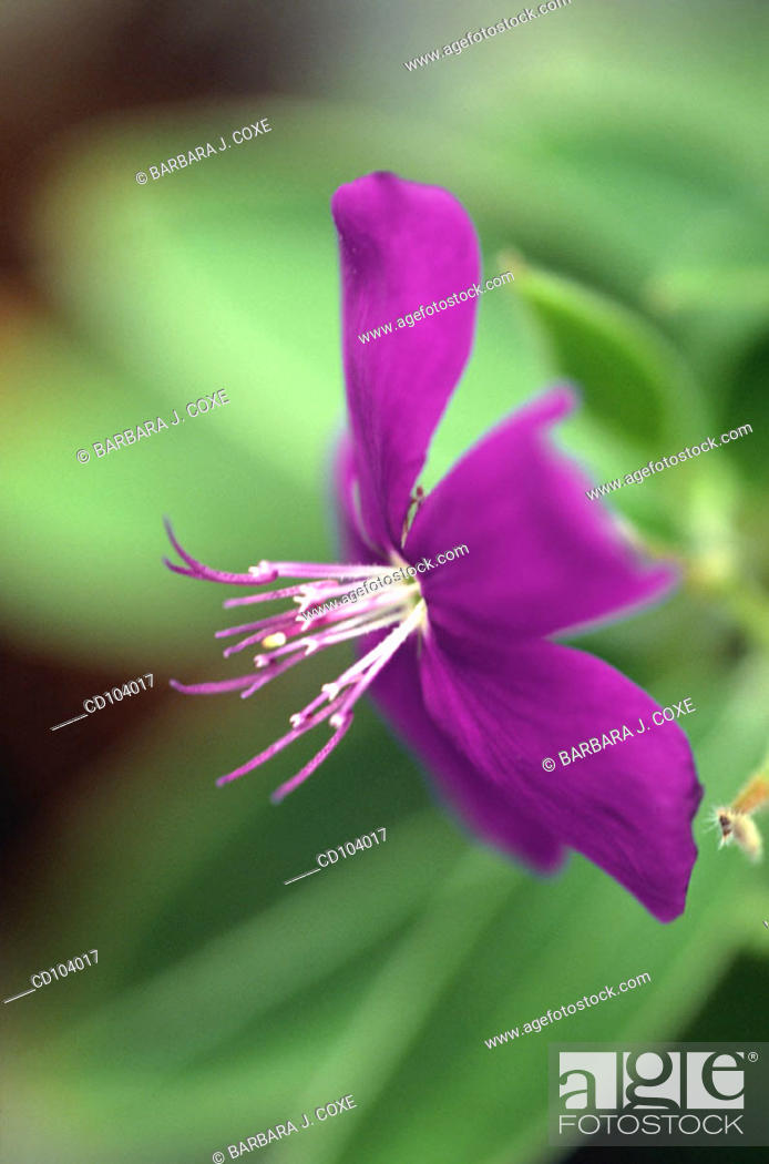 Stock Photo: Glory Bush or Princess Flower (Tibouchina semidecandra).