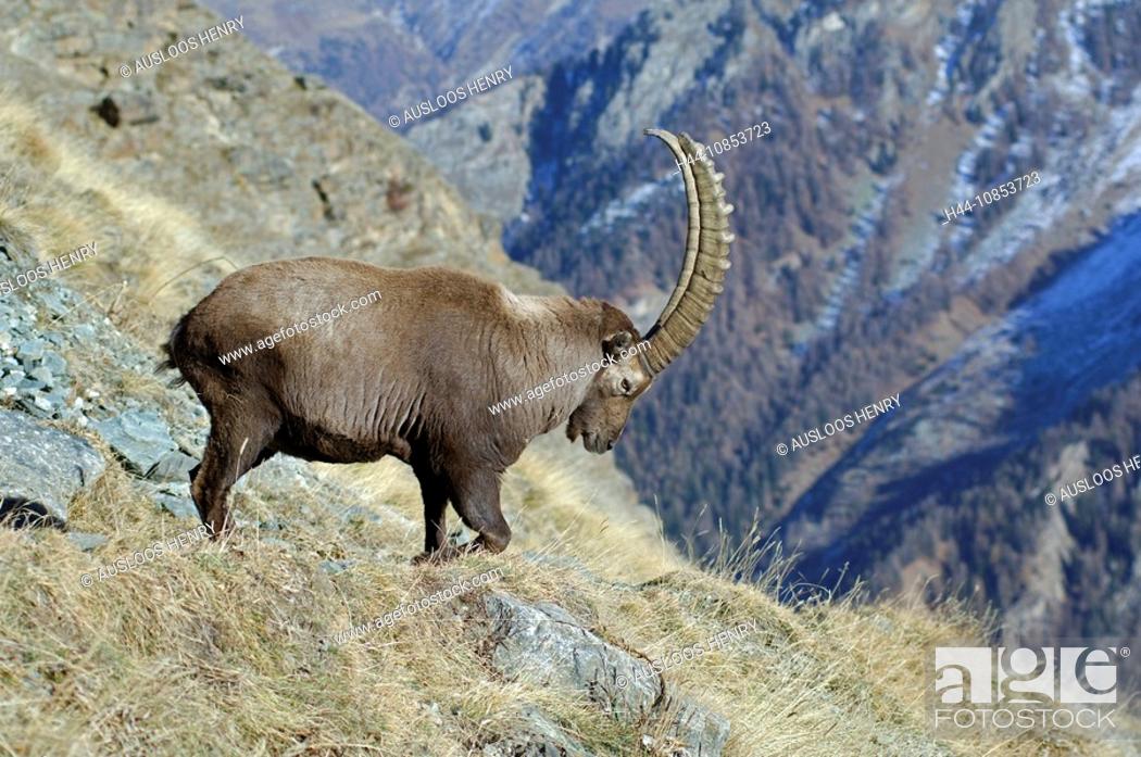 10853723, Alpine Ibex, Capra ibex, Animal, Animals, Stock Photo, Picture  And Rights Managed Image. Pic. H44-10853723 | agefotostock