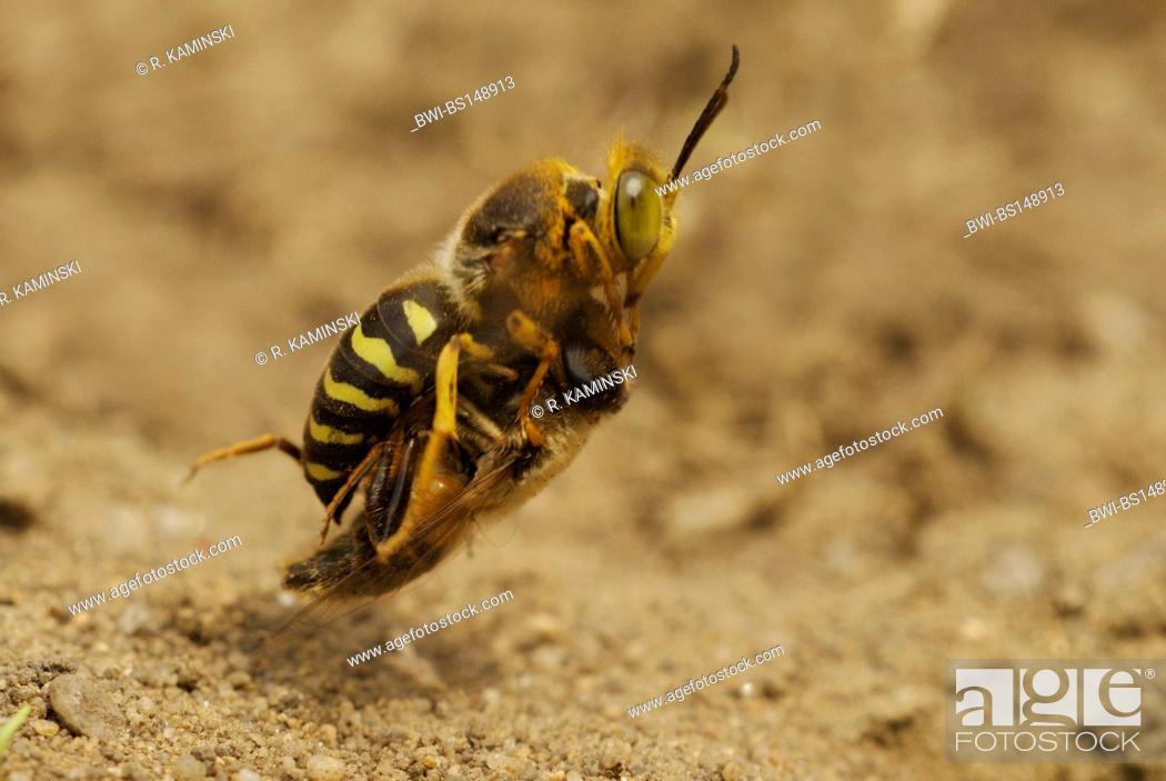 Stock Photo: rostrate bembix wasp (Bembix rostrata, Epibembix rostrata), flying with prey, Germany, Brandenburg.