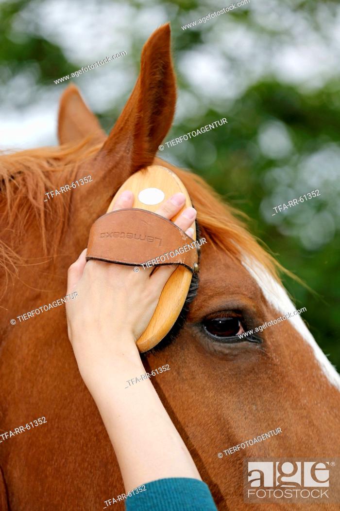 Stock Photo: head cleaning.