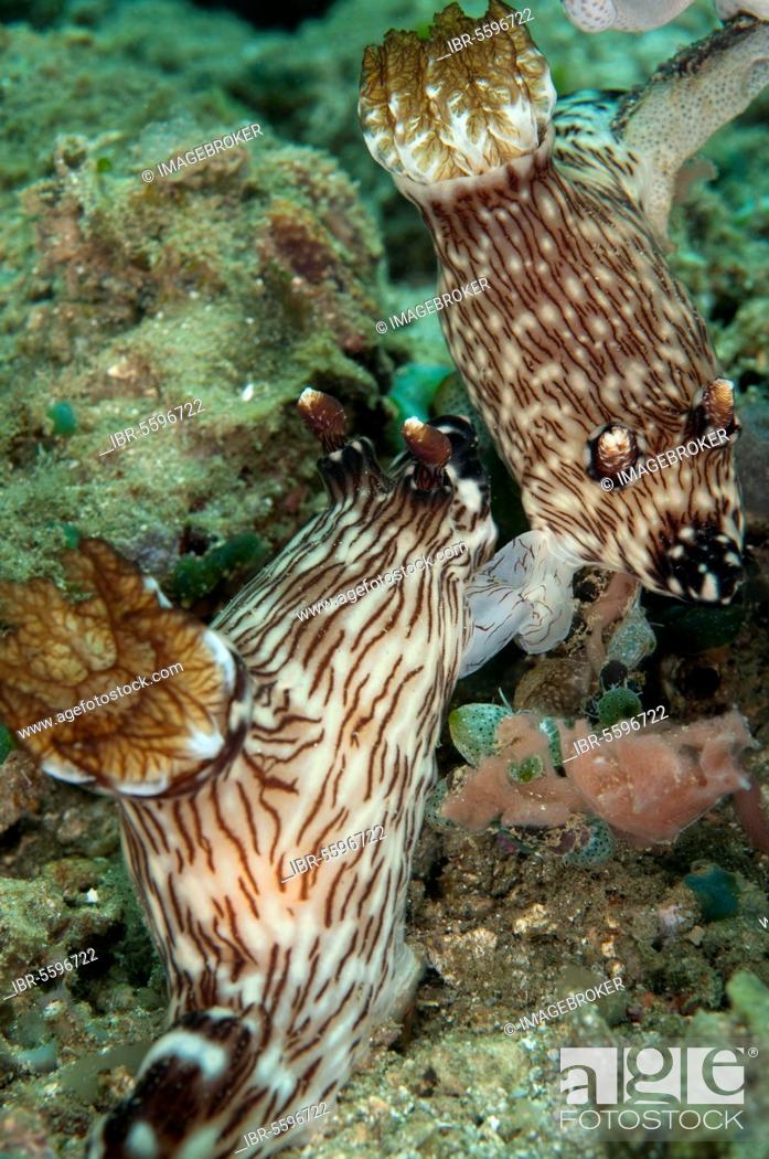 Stock Photo: Jorunna rubescens, Other animals, Marine snails, Snails, Animals, Molluscs, Kentrodoris Nudibranch (Kentrodoris rubescens) adult pair, mating, Ambon Island.