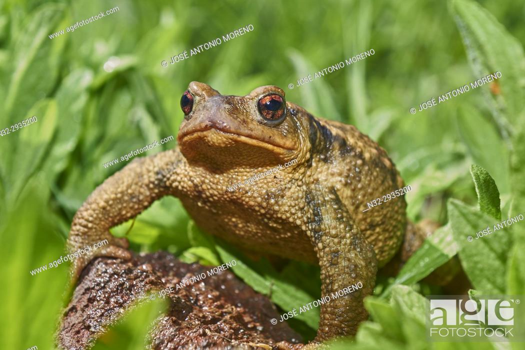 Stock Photo: Sapo Comun, Common toad, Bufo bufo, Benalmadena, Malaga, Andalusia, Spain.