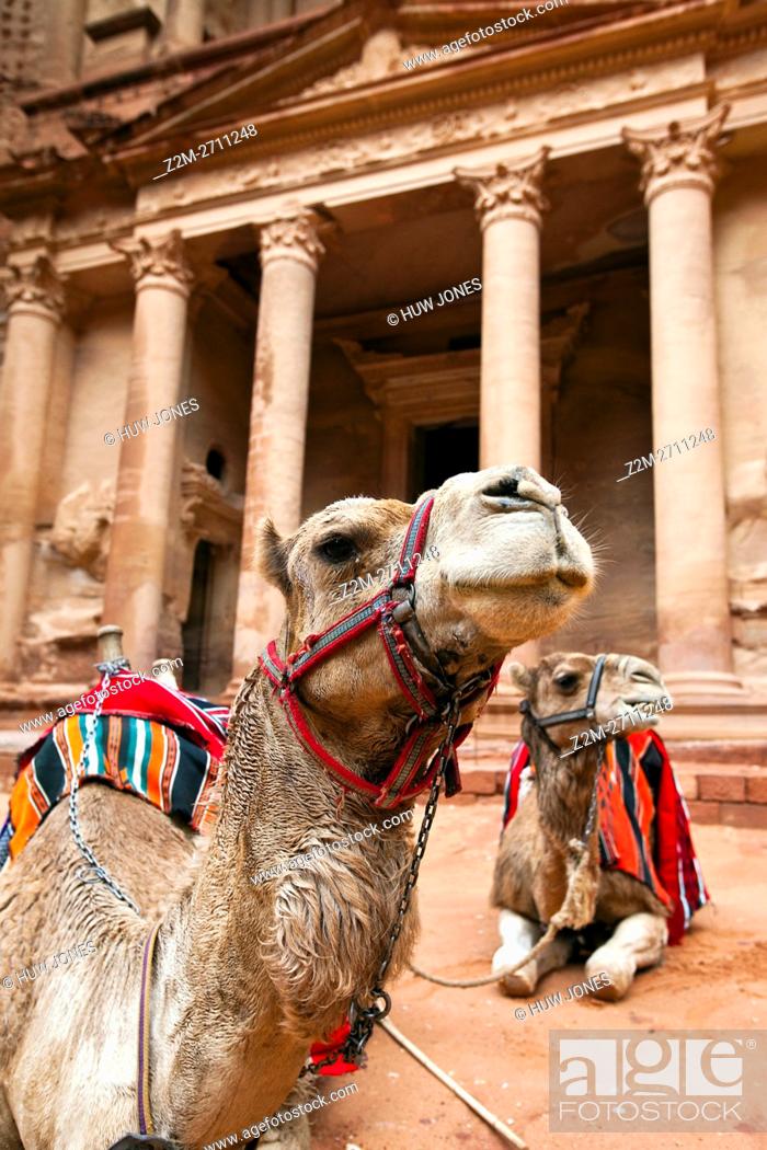 Stock Photo: Camels resting by The Treasury (Al-Khazneh), Petra, Jordan, Western Asia.