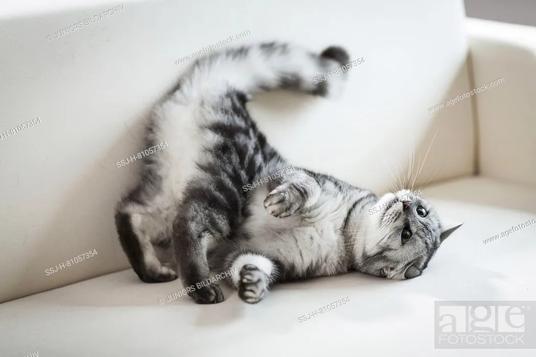Stock Photo: British Shorthair. Tabby adult rolling on a couch. Germany.