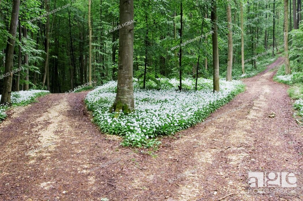 Stock Photo: Bifurcation in beech tree forest Deciduous forest with Ramsons Allium ursinum - Bavaria / Germany.
