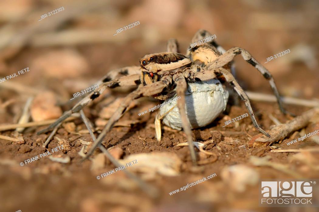 Stock Photo: Wolf Spider (Lycosa tarentula), female carrying an egg sac.