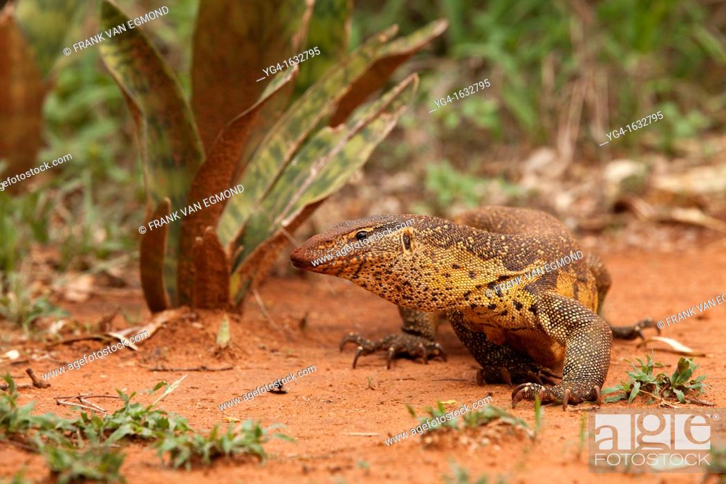 Imagen: Water Monitor Varanus salvator  After the first major spring rains fell, the water monitors were very active and could be found out in the open  Ndumo Game.