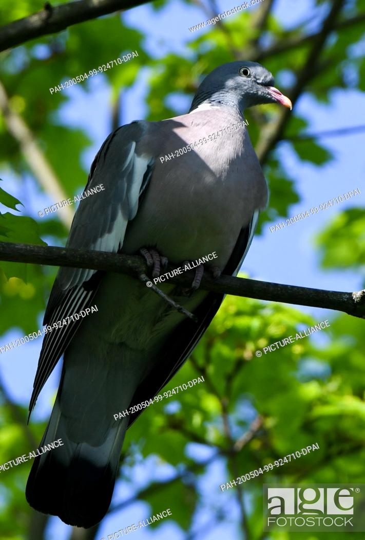 Imagen: 28 April 2020, Berlin: A wood pigeon sitting on a branch on a maple tree in the sunlight. It is the largest pigeon species in Central Europe and can be.