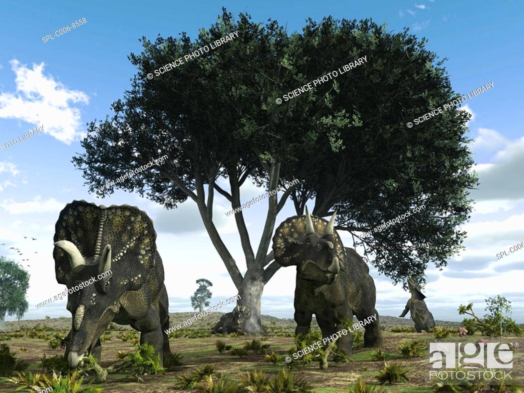 Stock Photo: Nedoceratops dinosaurs. Artwork of nedoceratops formerly known as Diceratops dinosaurs grazing beneath an oak tree. This horned herbivorous dinosaur is known.