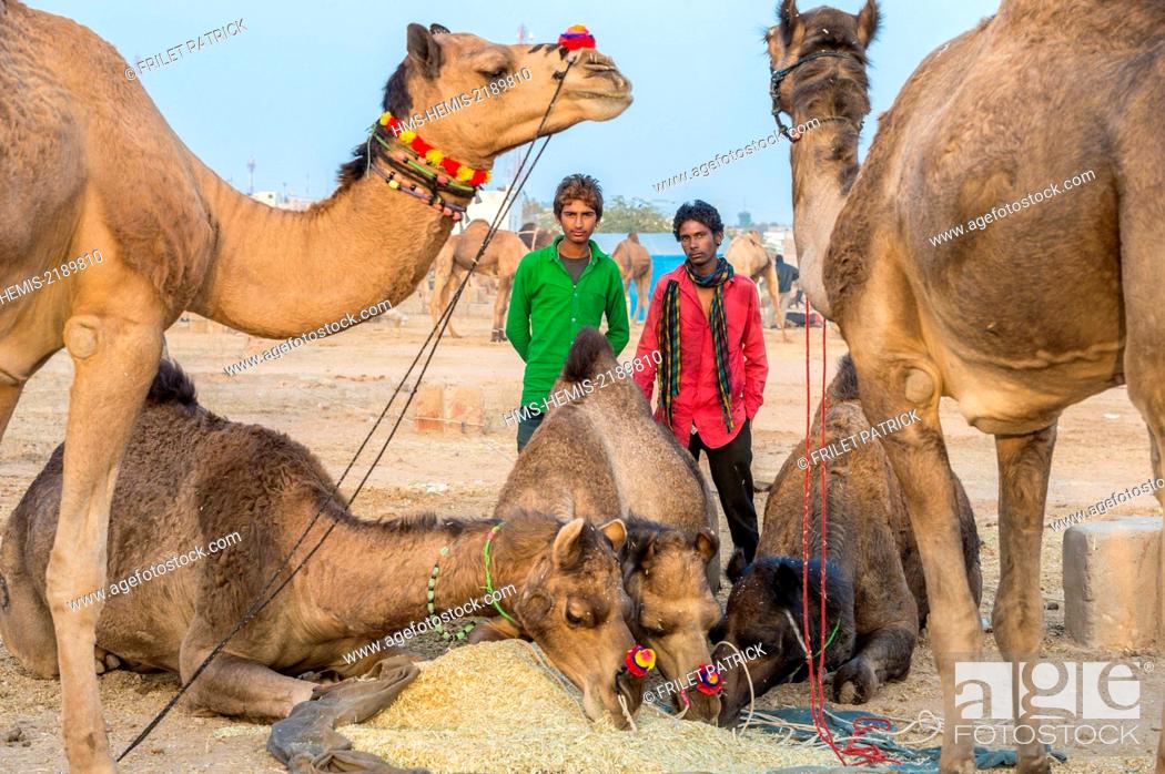 India, Rajasthan state, Nagaur, the Nagaur cattle fair is the largest fair  of its kind in the..., Stock Photo, Picture And Rights Managed Image. Pic.  HMS-HEMIS-2189810 | agefotostock