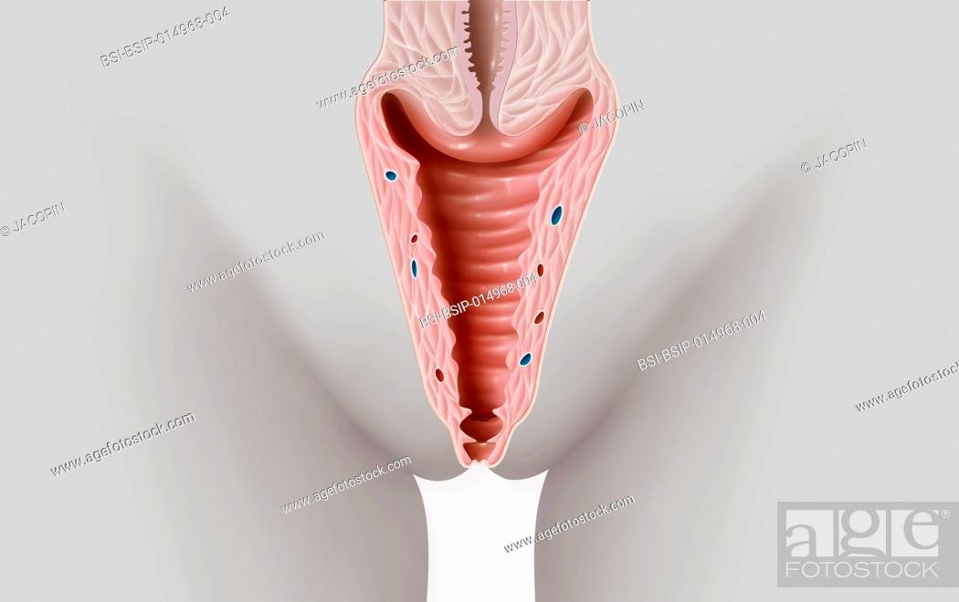 Fxq anatomical human uterus model