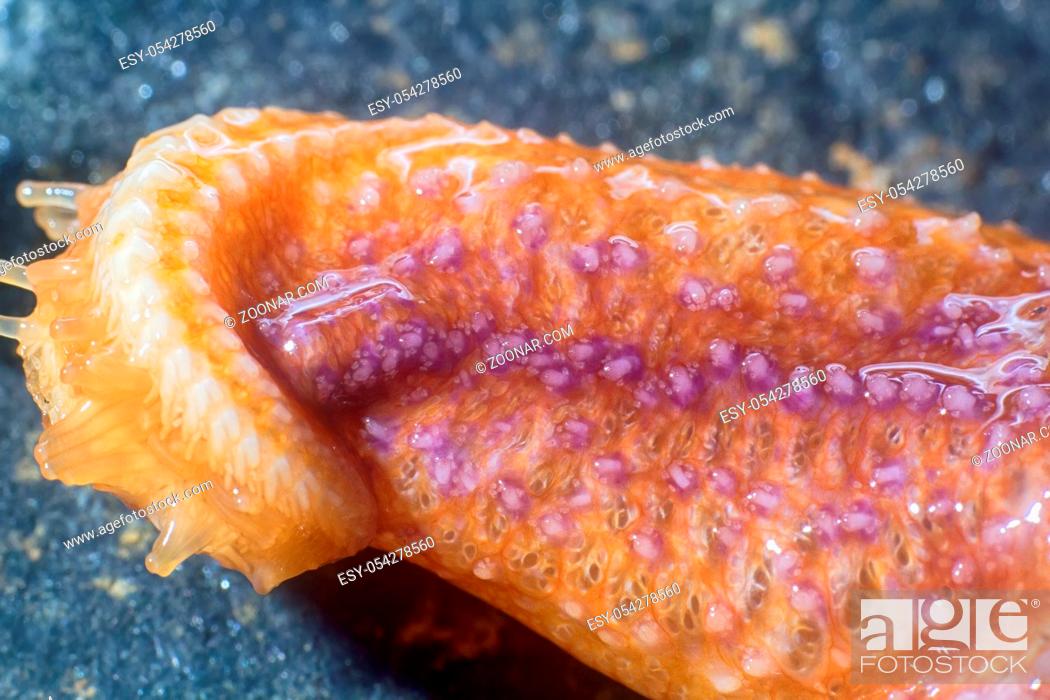 Stock Photo: starfish ultra macro beam hand with suction cups. marine animals of the world ocean with a large zoom.