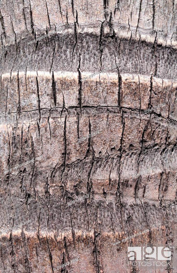 Stock Photo: Coconut tree wood bark background texture.