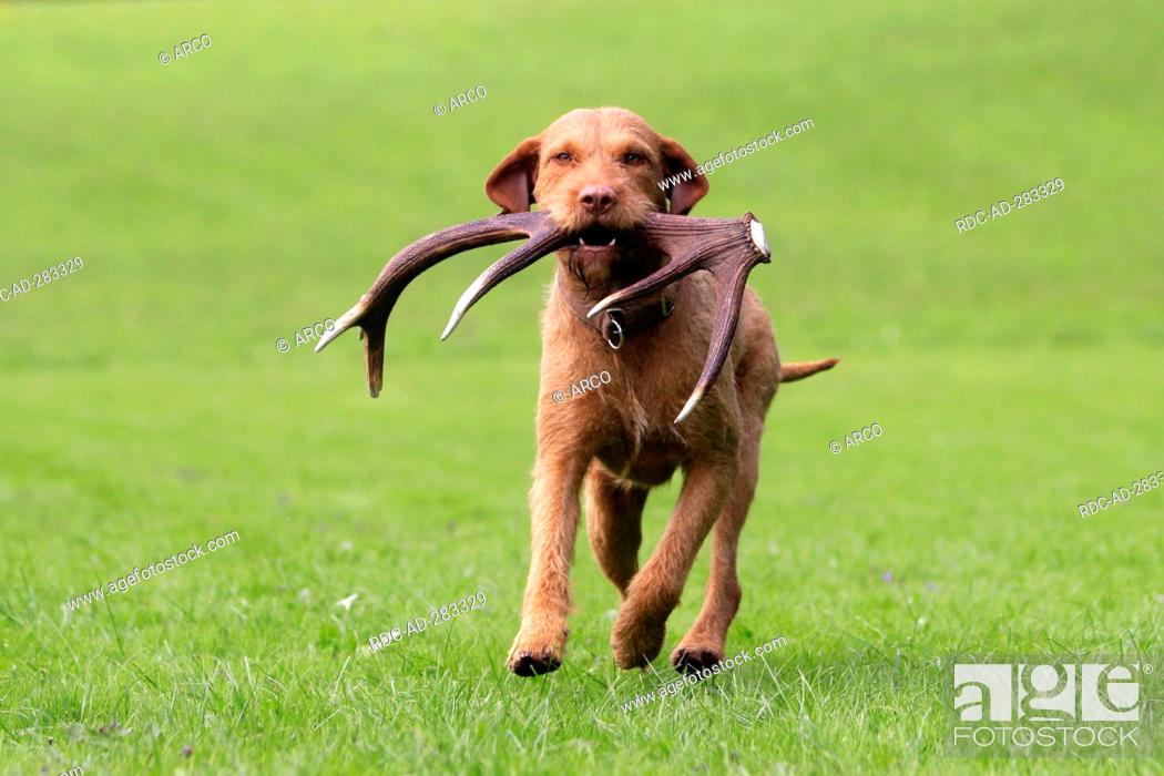 Stock Photo: Hungarian Wire-haired Pointing Dog, retrieving shed antler / Magyar Vizsla.