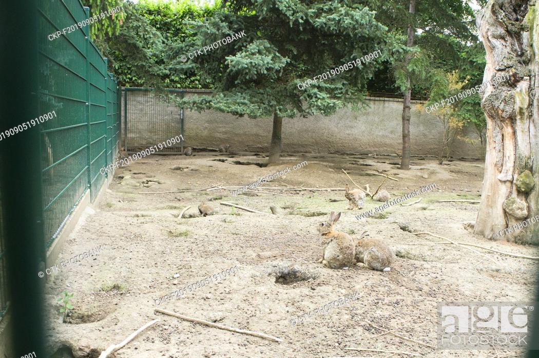 Stock Photo: European Rabbit, Oryctolagus cuniculus, in Buchlovice Rescue Station of Wildlife, Animal Shelter, in Chateau Buchlovice, Zlin Region, Czech Republic, June 8.