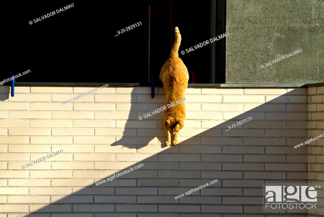 Imagen: cat playing with the shadows, location banyoles, girona, catalonia, spain, .