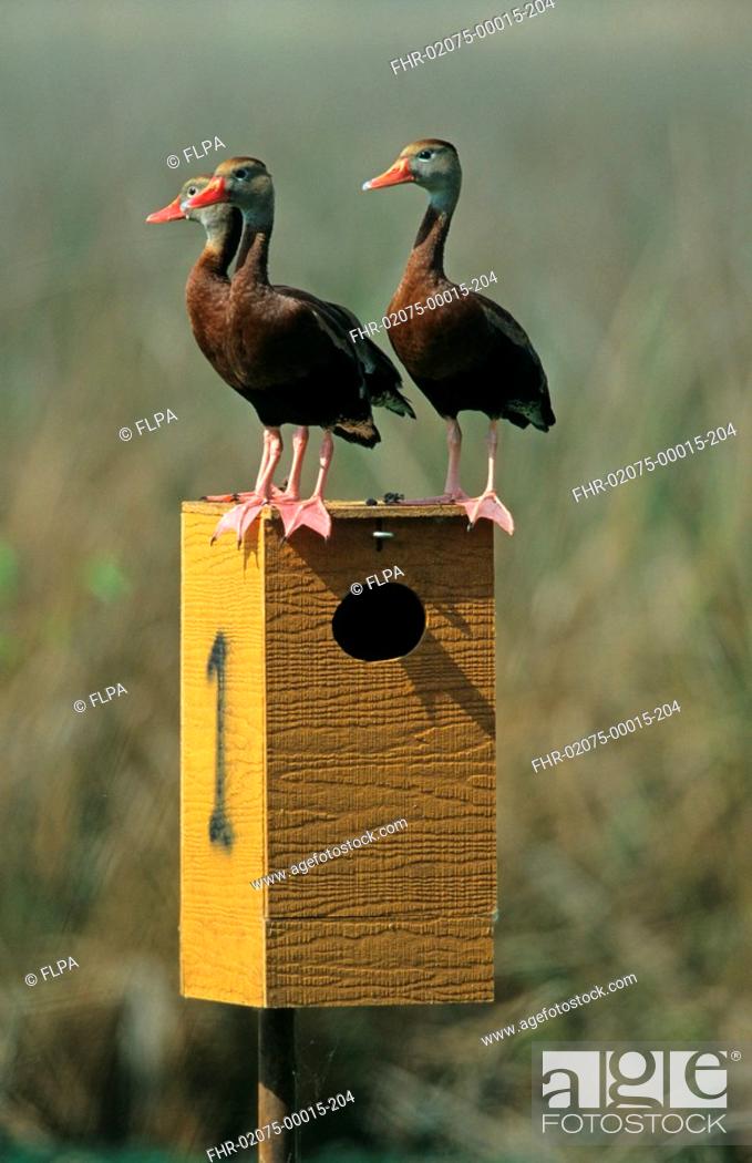 Stock Photo: Red-billed Whistling-duck Dendrocygna autumnalis three standing on nestbox, Texas, U S A.