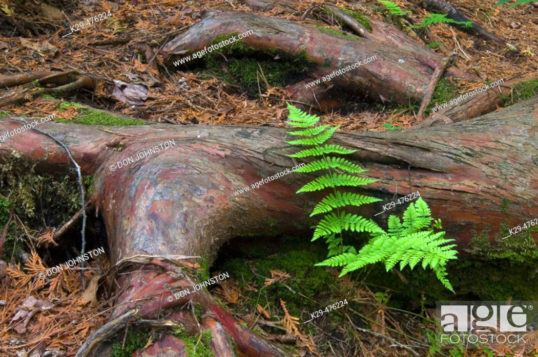 Stock Photo: Fern and cedar root in old-growth boreal forest. Temagami, ON, Canada.