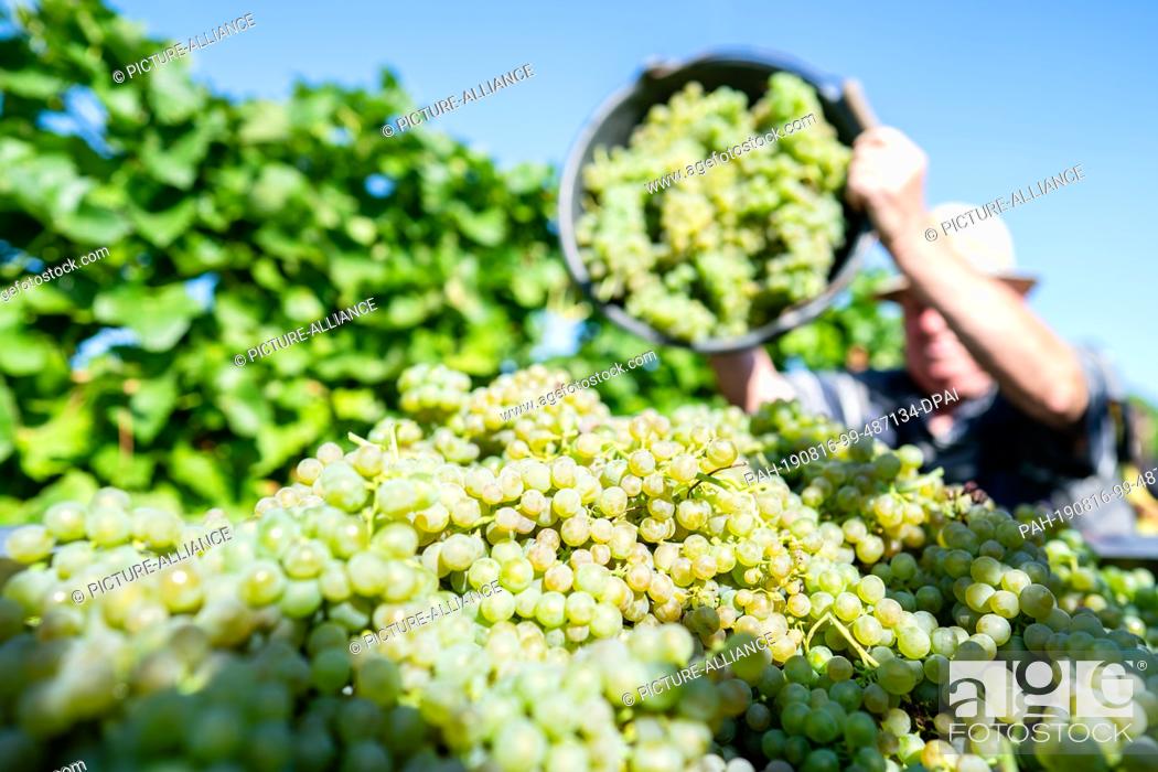 Stock Photo: 16 August 2019, Rhineland-Palatinate, Neustadt an der Weinstraße: An employee pours grapes of the ""Solaris"" variety into a collection container in the.
