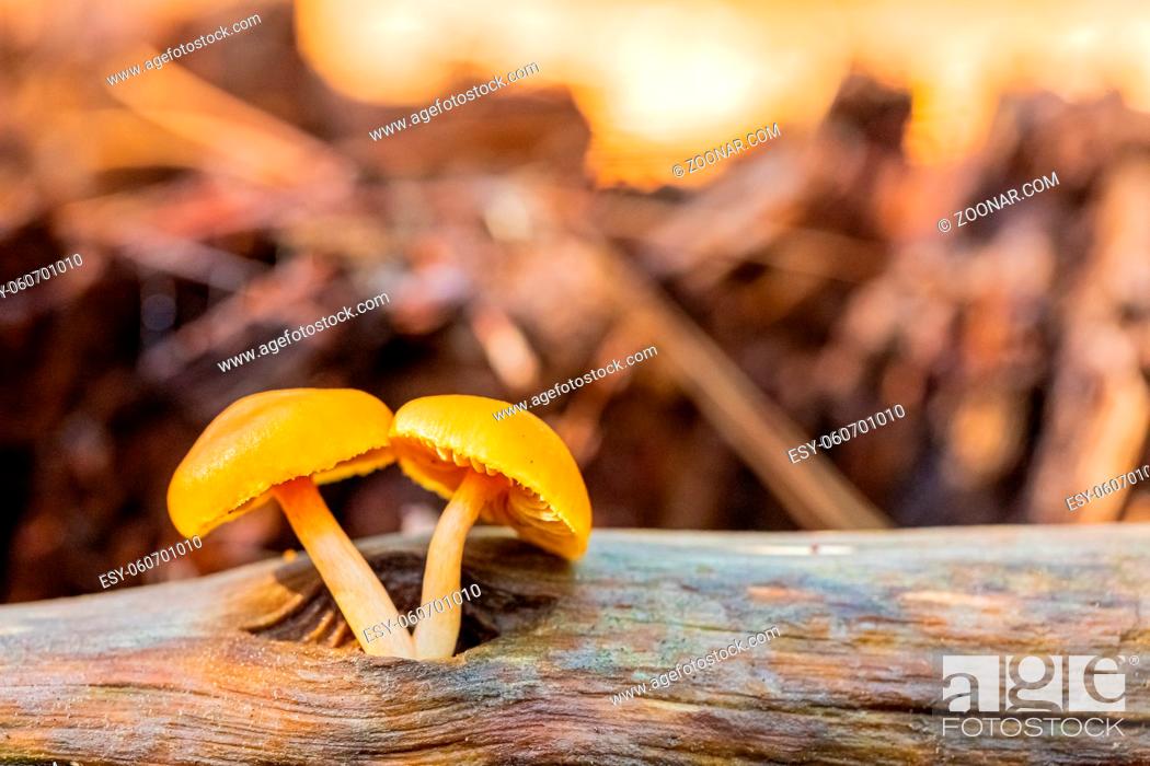 Stock Photo: Close-up Common Rustgill Mushrooms in a Pine Forest Plantation in Tokai Forest Cape Town.