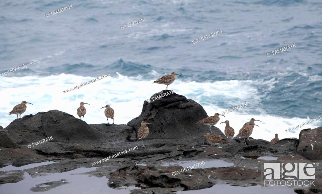 Stock Photo: flock of slender-billed curlews waiting for favorable feeding conditions by water edge.