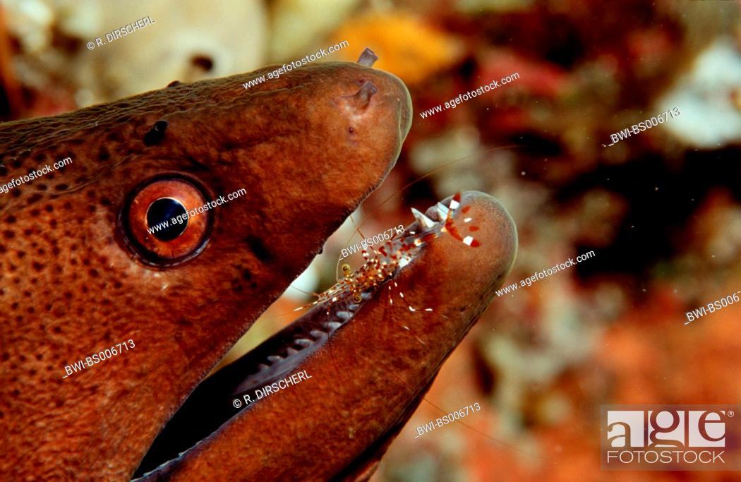 Stock Photo: yellow-margined moray (Gymnothorax flavimarginatus), and cleaner shrimp, Maldives.