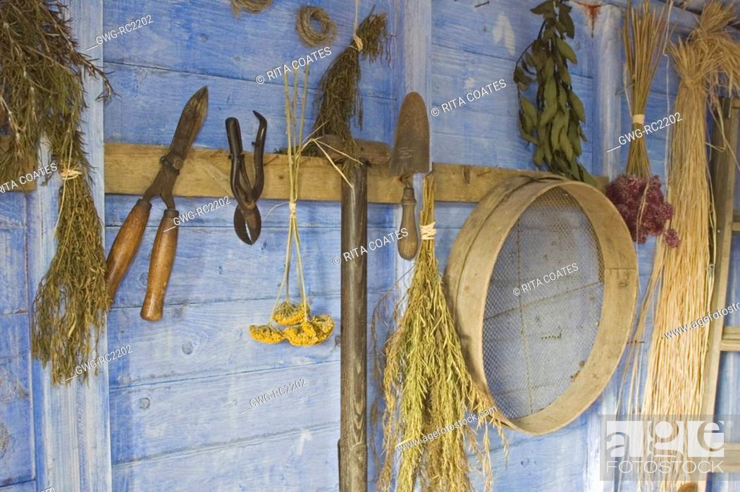 Stock Photo: GARDEN TOOLS AND DRIED HERBS IN SHED IN THE VICTORIAN GARDEN BBC GARDENS THROUGH TIME HARLOW CARR GARDENS.