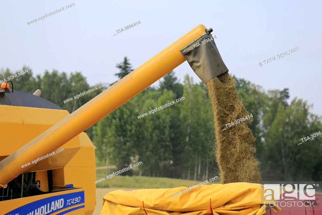 Stock Photo: Salo, Finland - July 29, 2018. Harvesting barley in Salo, Finland. Grain harvest begins in South of Finland with LUKE's forecast of the smallest crop in 21st.