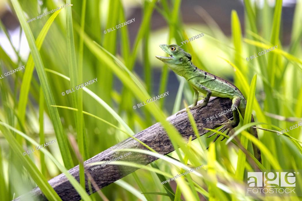 Stock Photo: Juvenile Green Basilisk or Plumed Basilisk (Basiliscus plumifrons) - La Laguna del Lagarto Eco-Lodge, Boca Tapada, Costa Rica.