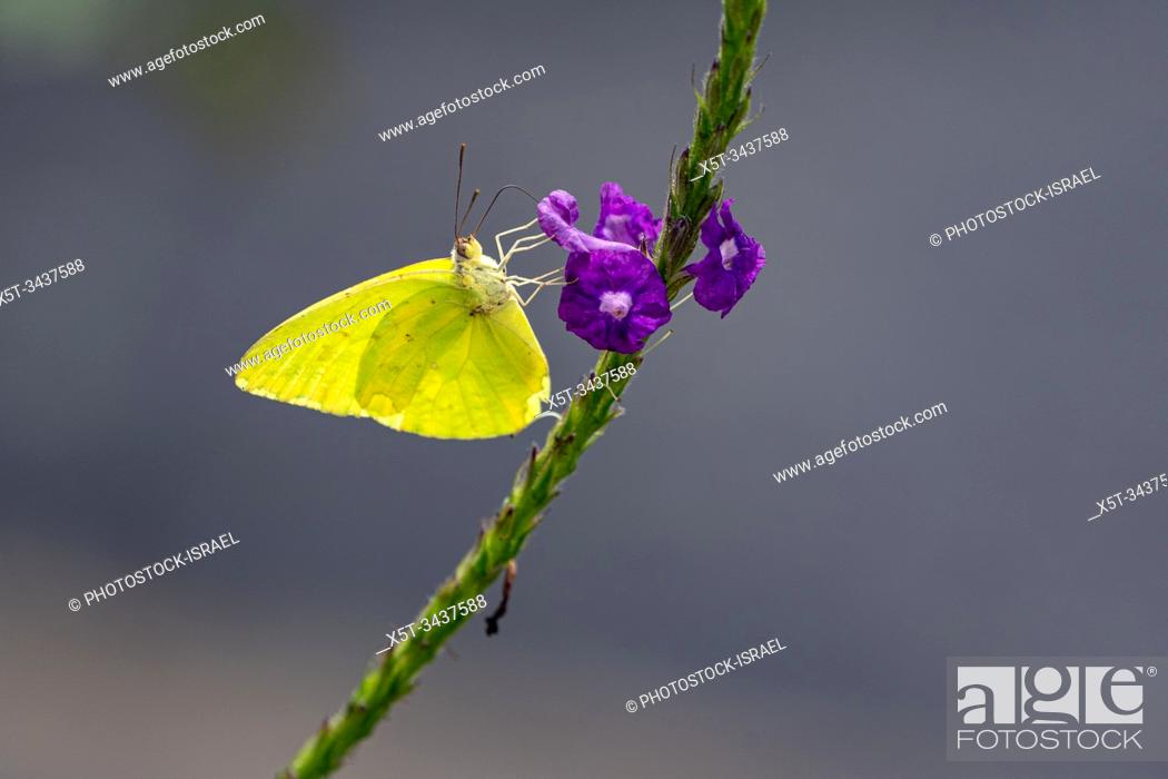 Stock Photo: The mimosa yellow butterfly (Pyrisitia nise syn Eurema nise), is a butterfly in the family Pieridae. Photographed in Costa Rica.