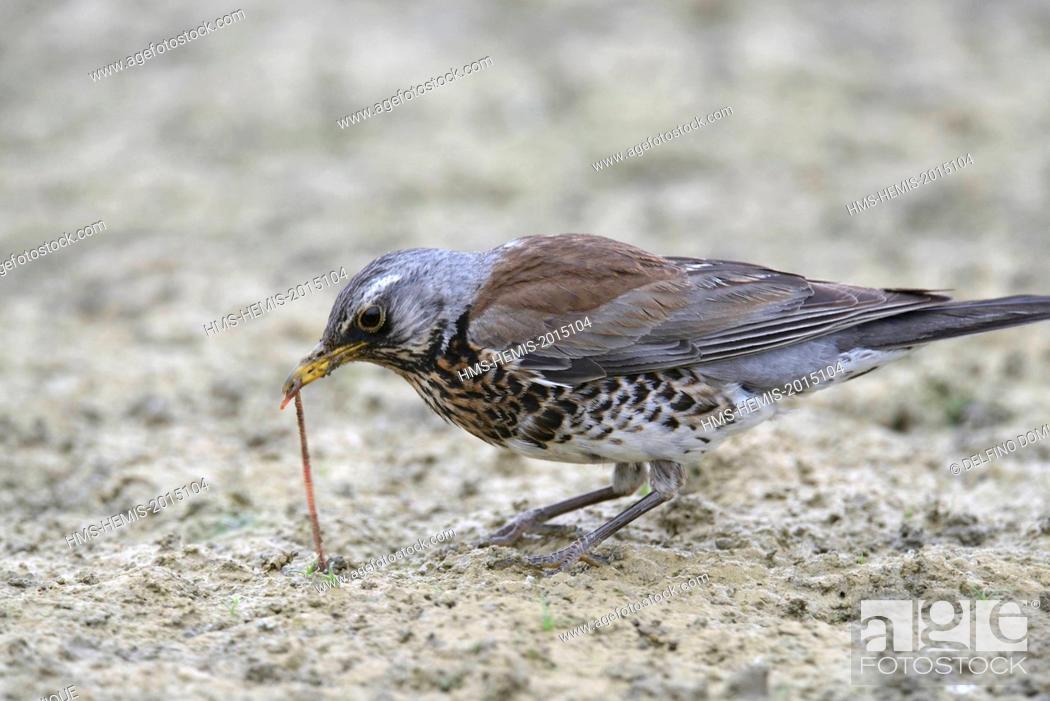 Stock Photo: France, Doubs, natural area for Allan to Brognard, Fieldfare Turdus pilaris), capture of worms in the mud at low water to feed its young.