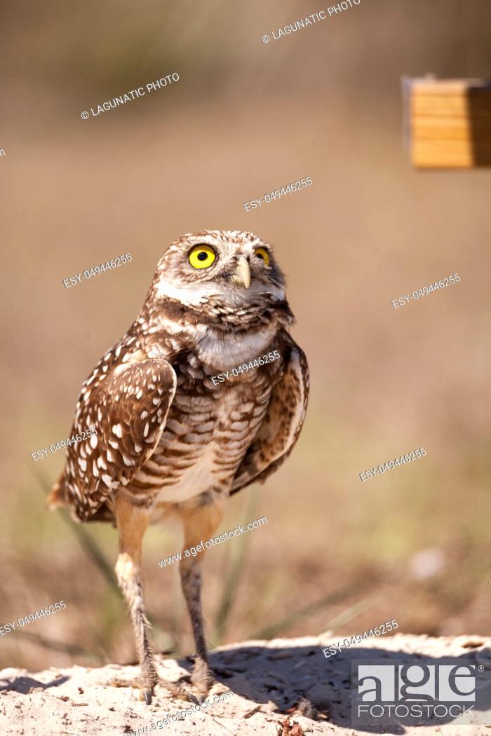 Stock Photo: Burrowing owl Athene cunicularia perched outside its burrow on Marco Island, Florida.