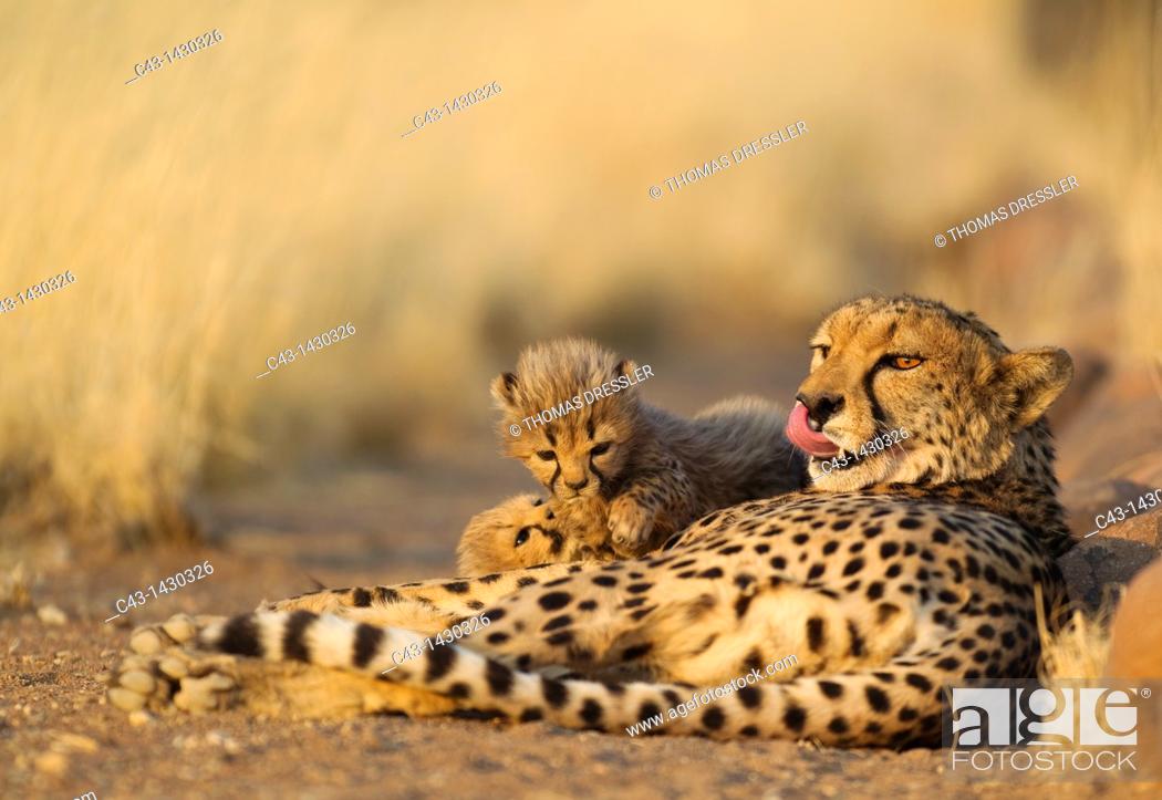Stock Photo: Cheetah Acinonyx jubatus - Tired female with its two 40 days old male cubs  Photographed in captivity on a farm  Namibia.