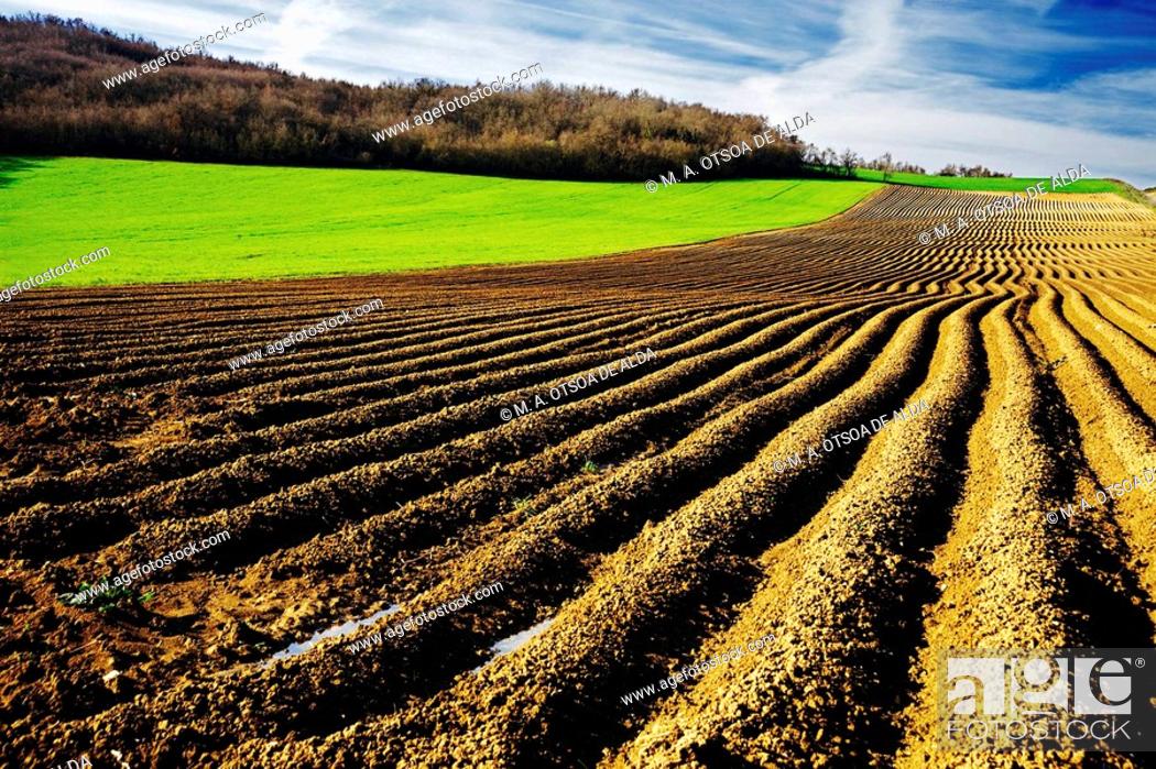 Stock Photo: Field of asparagus. La Llanada, Alava, Basque Country, Spain.